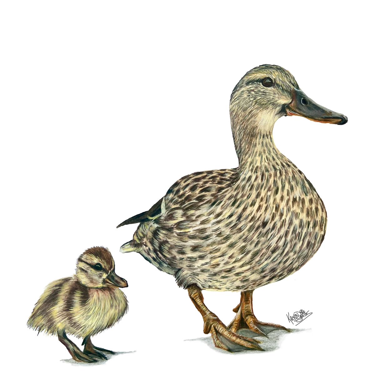 Belle & Pixie — Duck & Duckling Art Print | Wildlife Wall Art