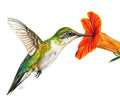 Welcome Spring! — Original Hummingbird Colored Pencil Artwork | 11 × 14