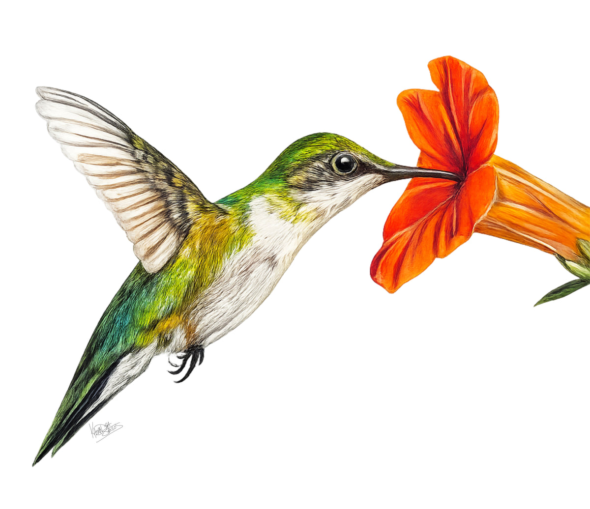 Welcome Spring! — Original Hummingbird Colored Pencil Artwork | 11 × 14