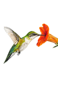 Welcome Spring! — Hummingbird Art Print | Colorful Nature Wall Art